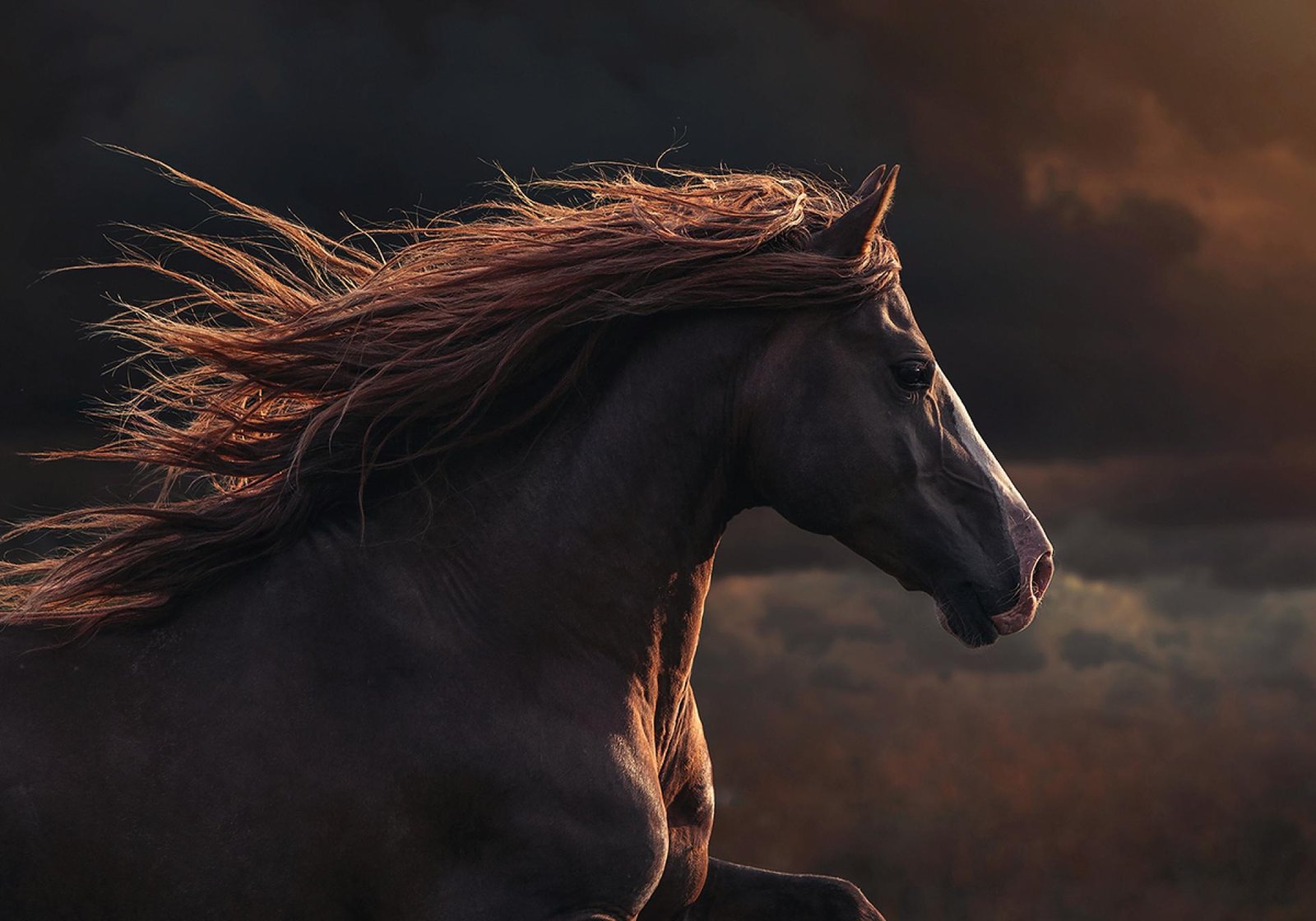 Magic Of Horses | 2022