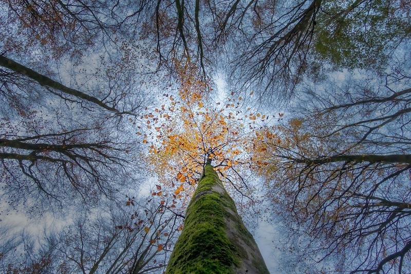 Lost Into The Forest | 2022