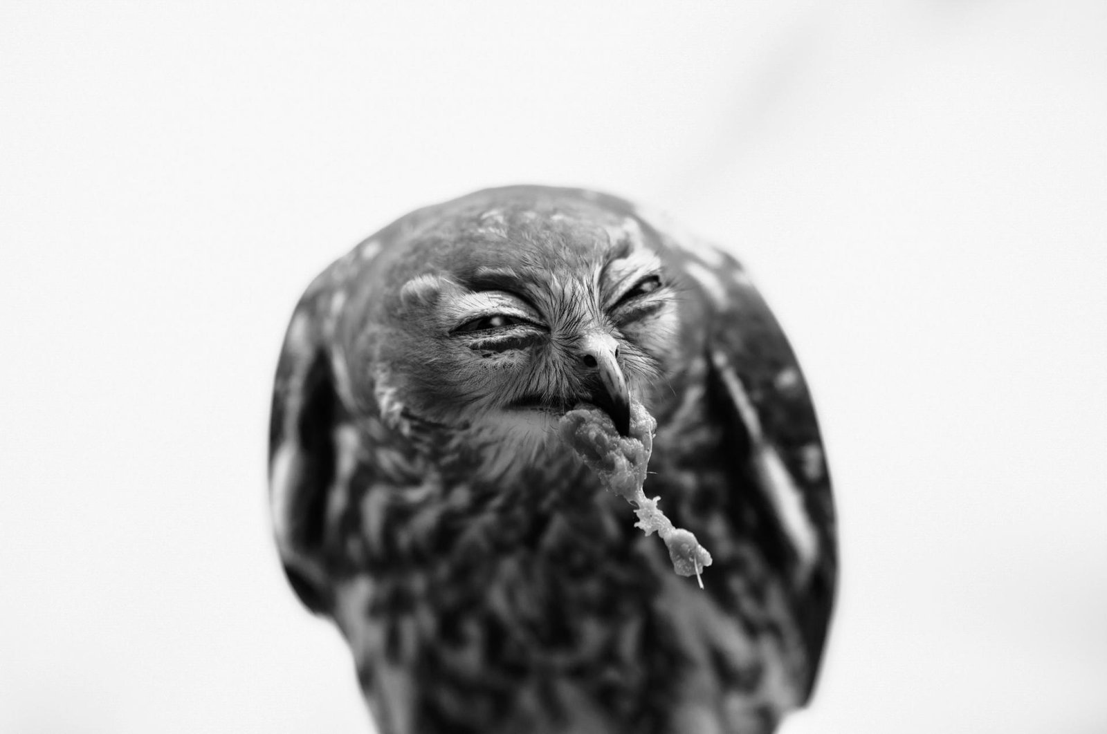 Victorious Expression l 2022