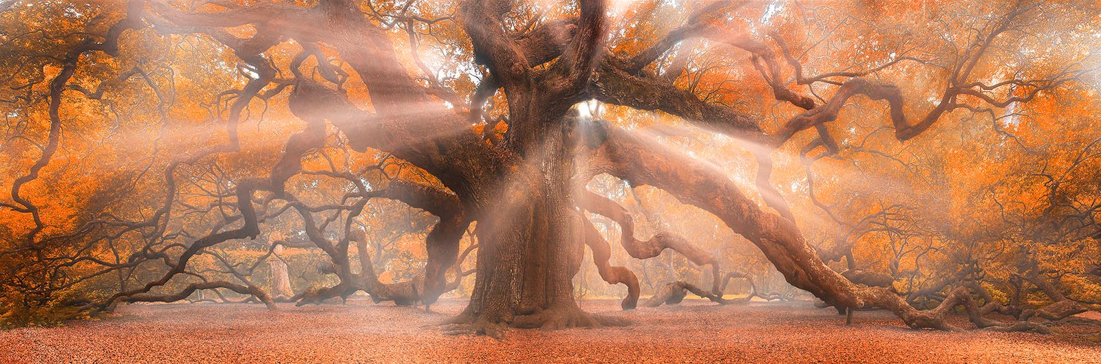 Landing Angels | 2021