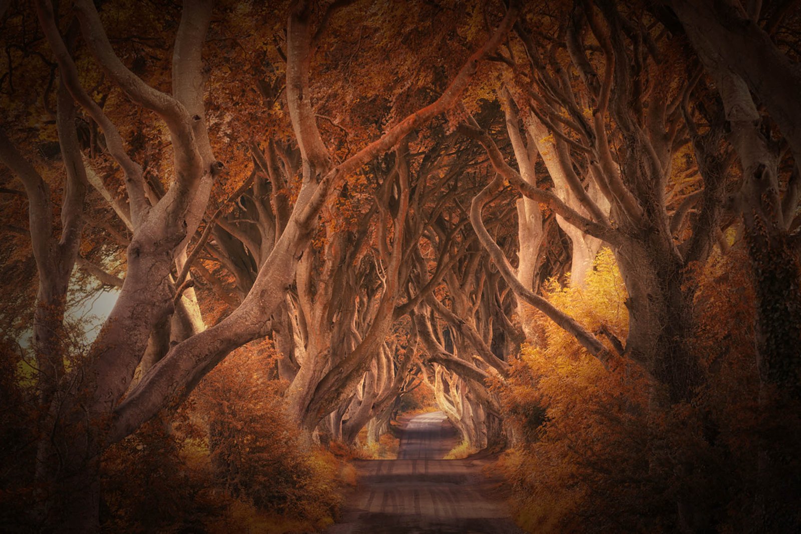 The Dark Hedges | 2021