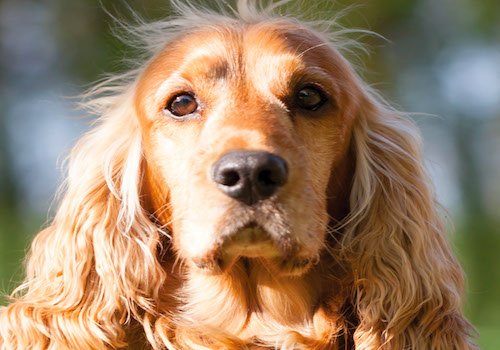 AnimalNEWS Tips & Tails | 2019