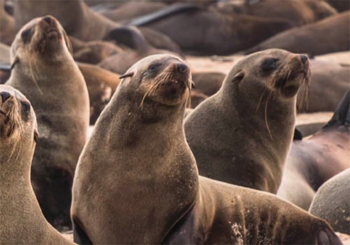 MORRIS ANIMAL FOUNDATION WEBSITE | 2019