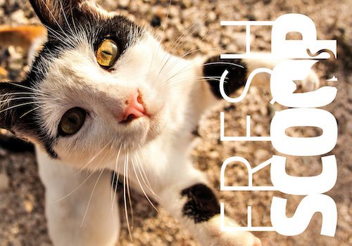 FRESH SCOOP NEWSLETTER |  2019