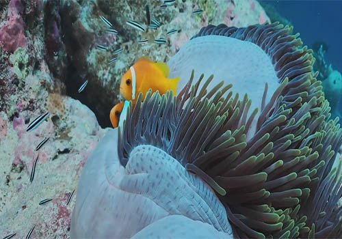 The Reef | Documentary | '19