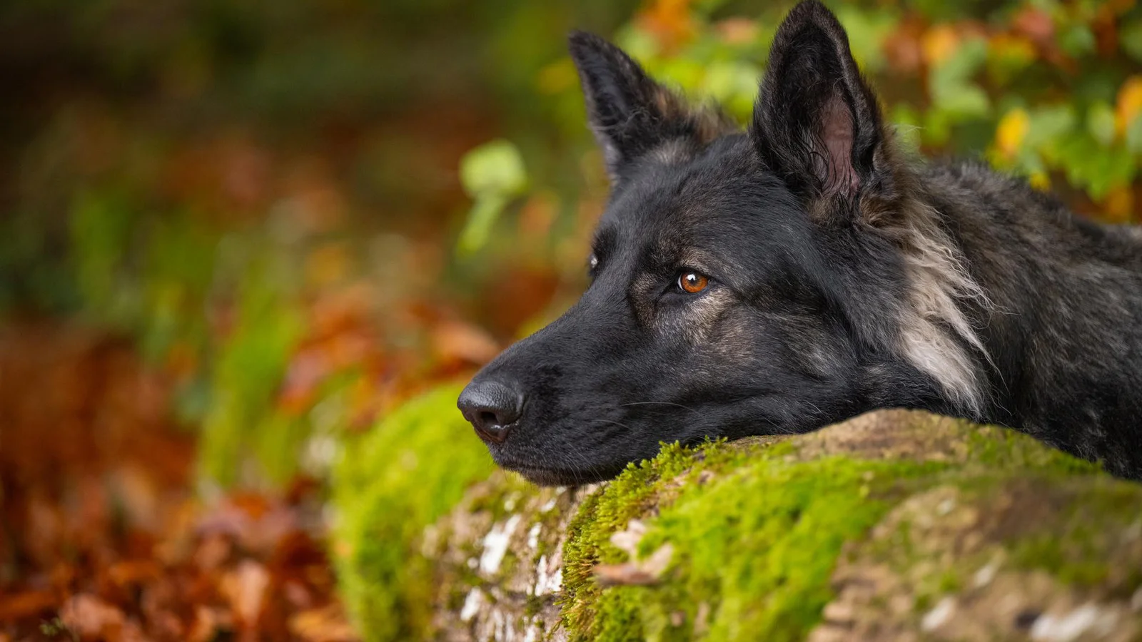 A Moment of Peace in the Autumn Forest | 2025 MUSE Photography Awards