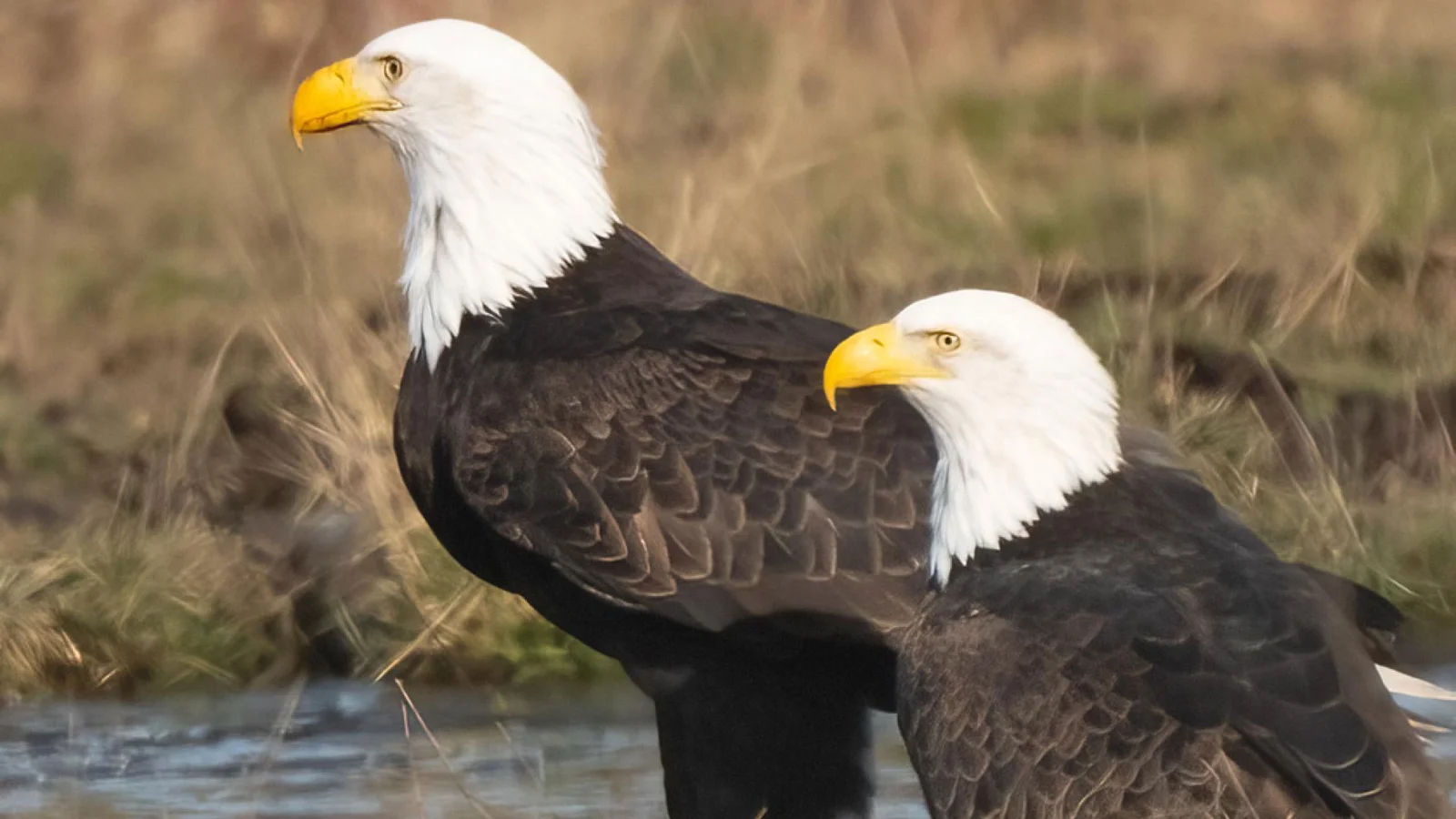 Interested Pair of Eagles