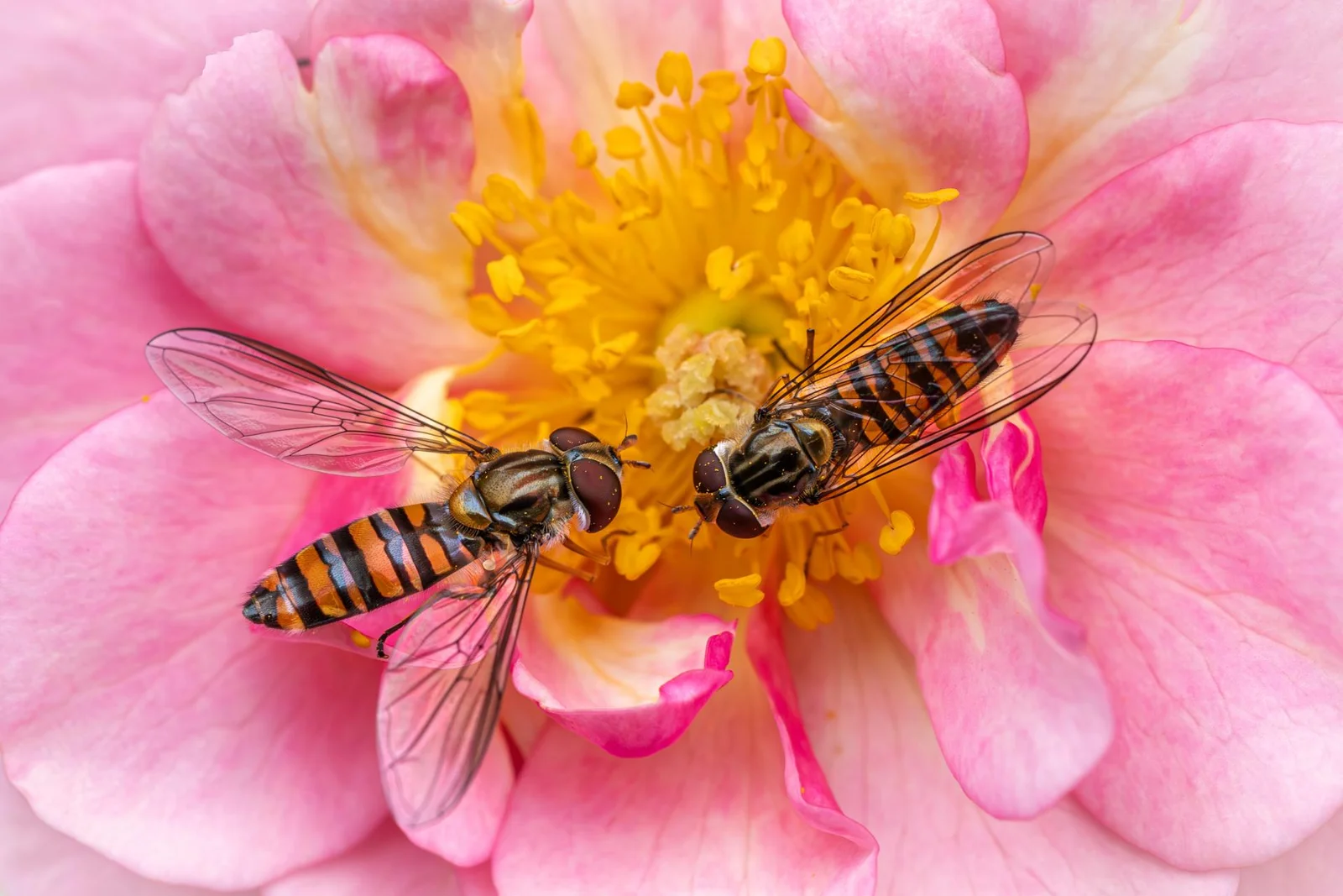 Bugs Friends | 2025 London Photography Awards