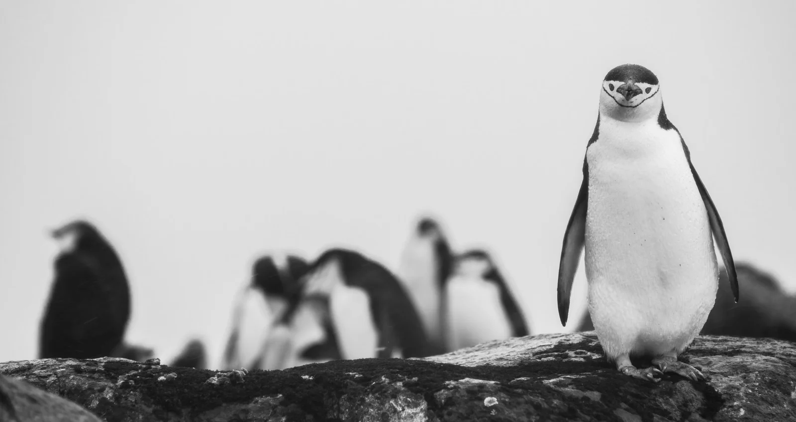 Antarctica in Five Acts | 2025 Gold Winner