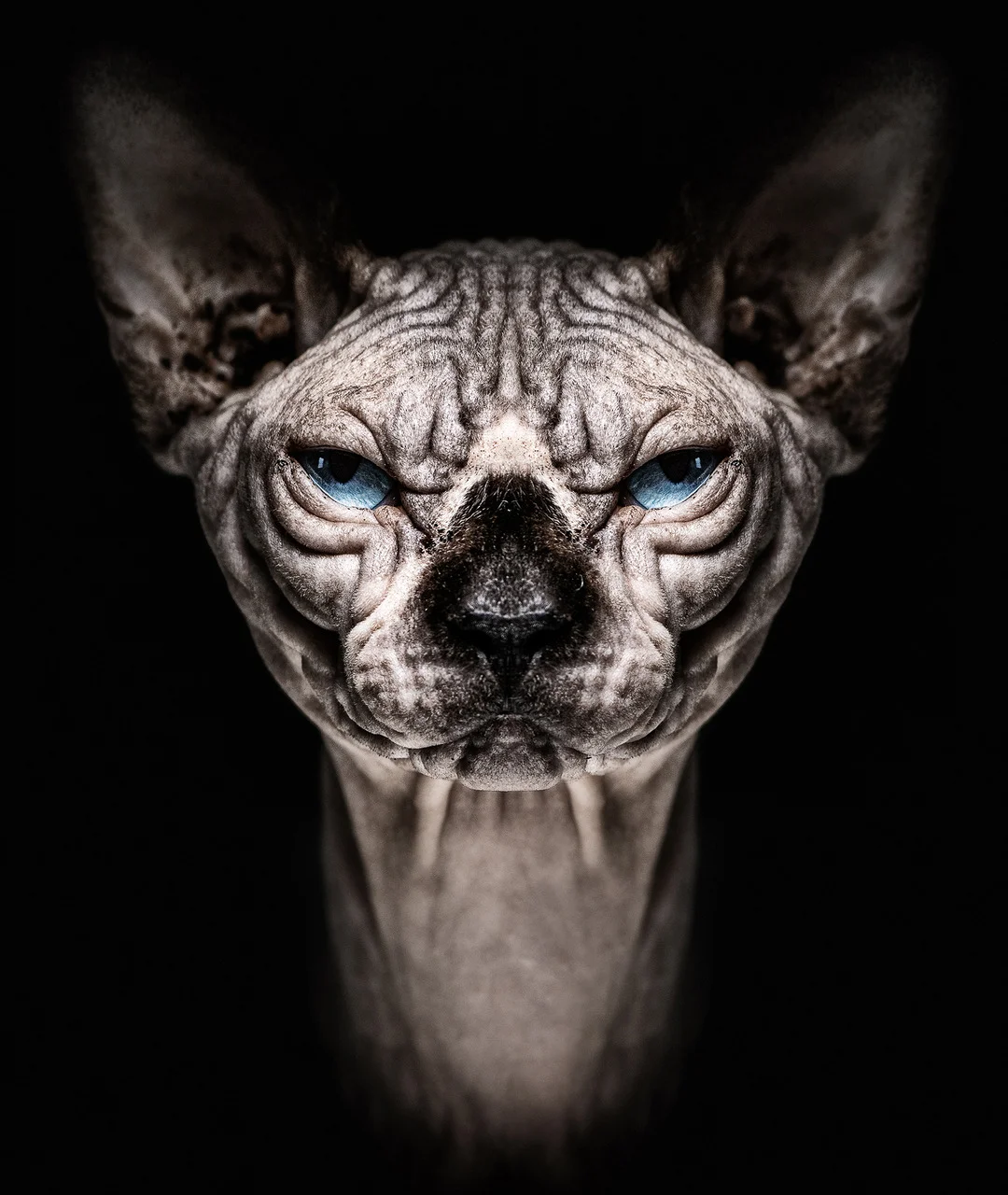 Djaxx | New York Photography Awards