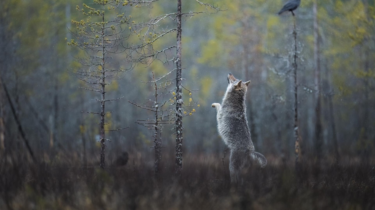 The Enchanted Wolf