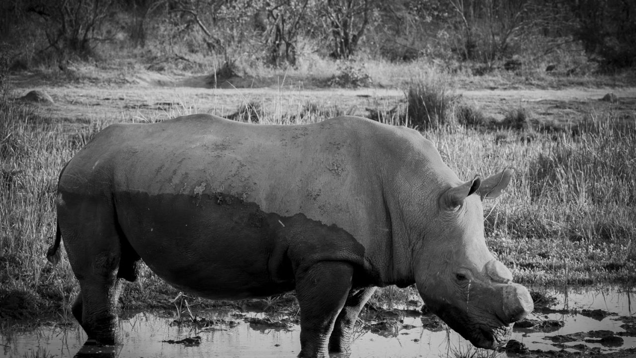 Save the Rhino !