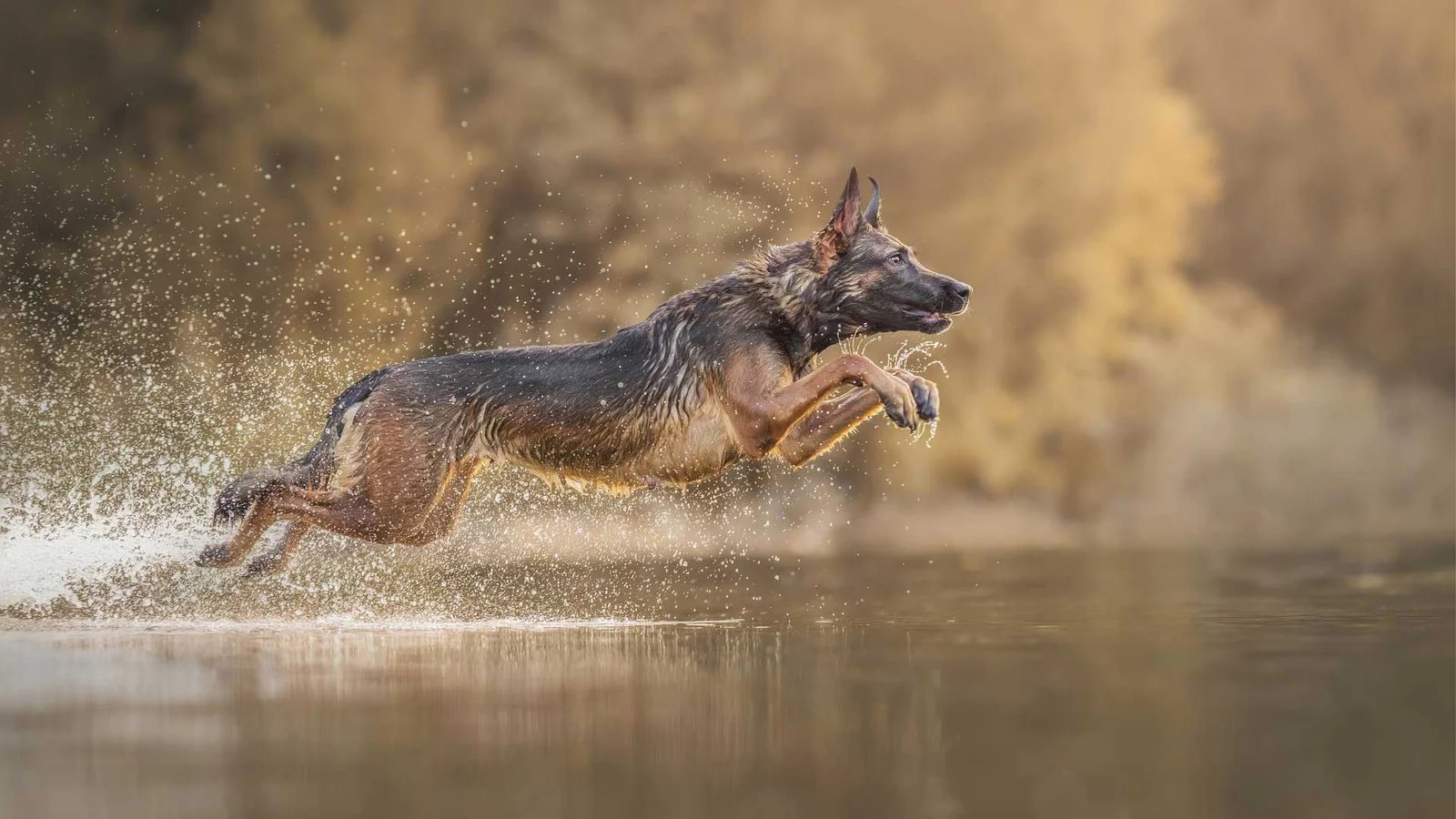 Sensational Soar