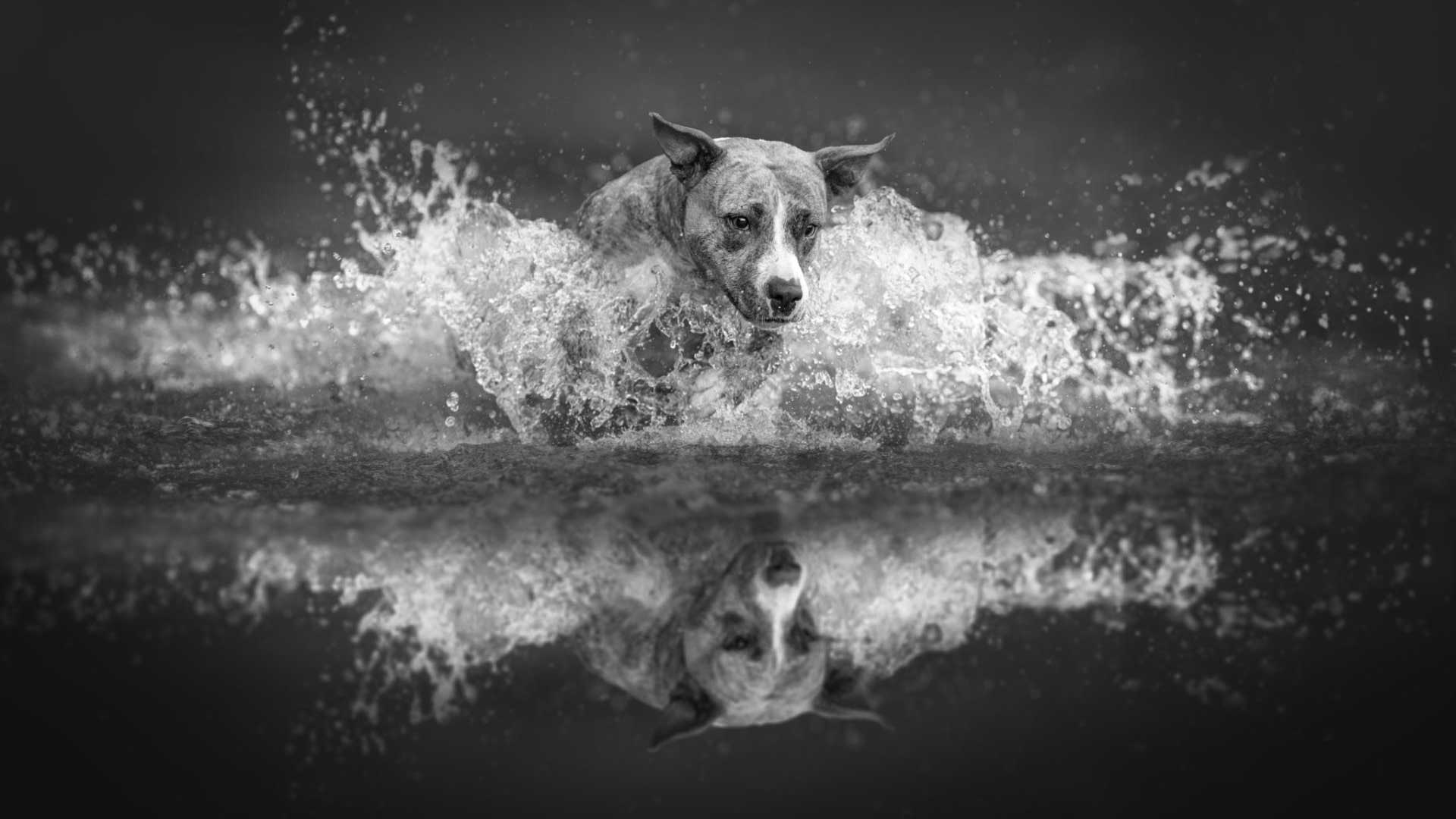 Force of Nature