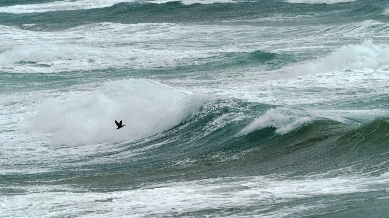 An energetic cormorant