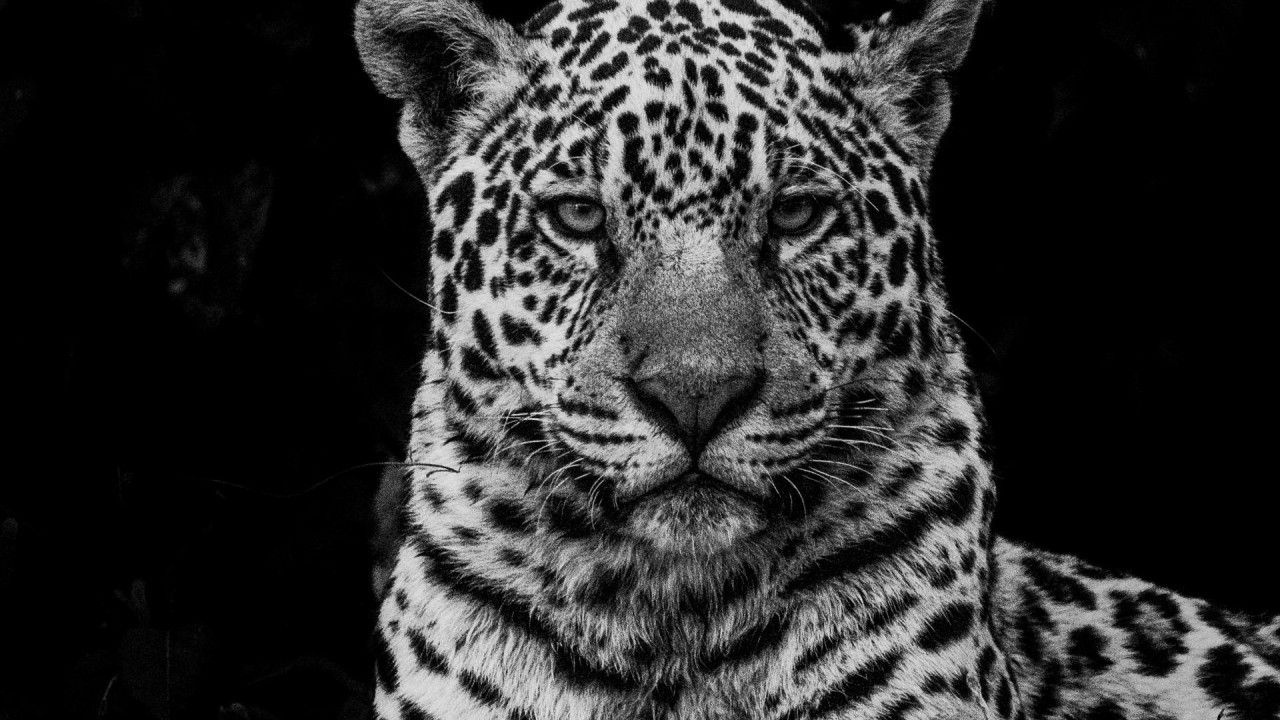 Majesty of the Pantanal