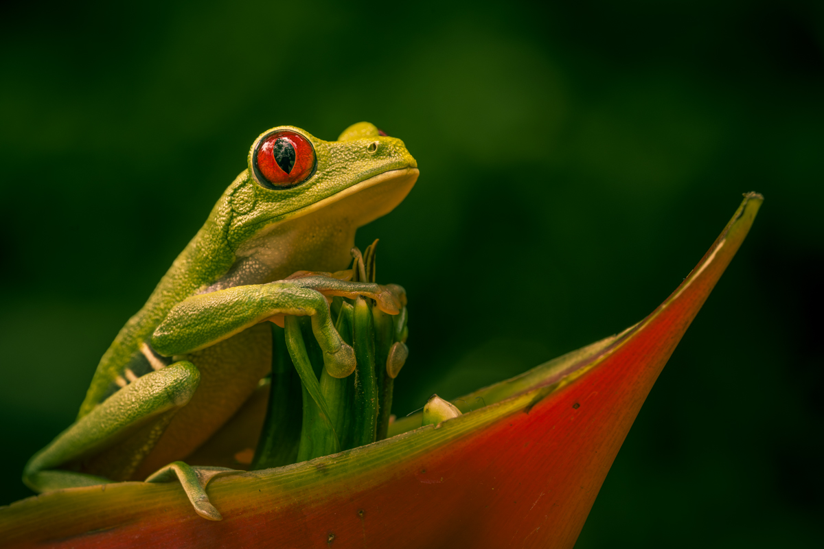 Red-Eyed Frog From Posing to Leap