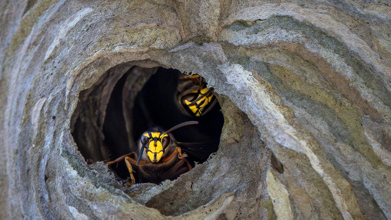 Macro Marvels of the Wasp World
