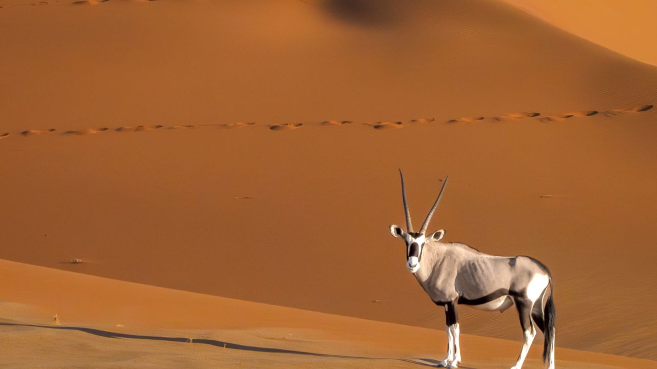 Lonely Oryx in Namibian Desert
