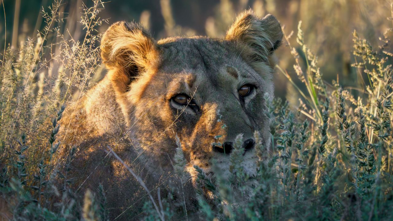 Who is looking at who?