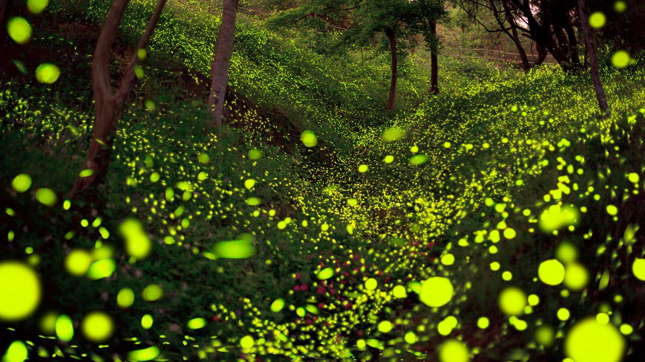 Summer Night Firefly Dance.